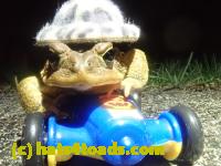 /home//u458753944/public_html/sourcegallery/////////////////////////////Roxborough Toad Detour/2023/2023-03-23/P3230608.JPG
